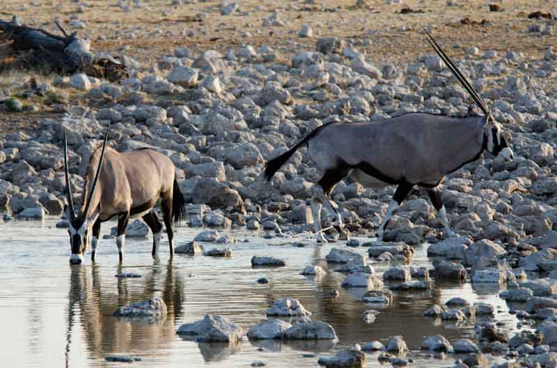 179 - Namibia - antilopes Orix - parque nacional de Etosha